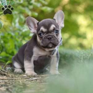 Page, French Bulldog Puppy